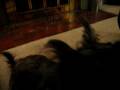 videos de Dogbook Movie: Charlie begging for tortillas - 2005