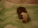 bulldog puppies   fortune city mr  valentino