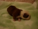 bulldog puppies   fortune city mr  valentino