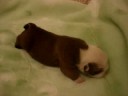 bulldog puppies   fortune city mr  valentino