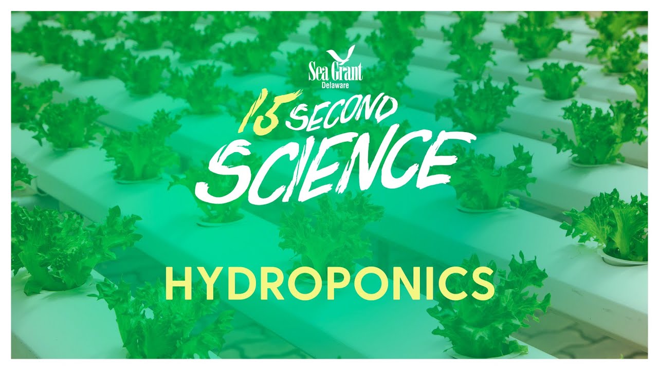 Hydroponics — #15SecondScience