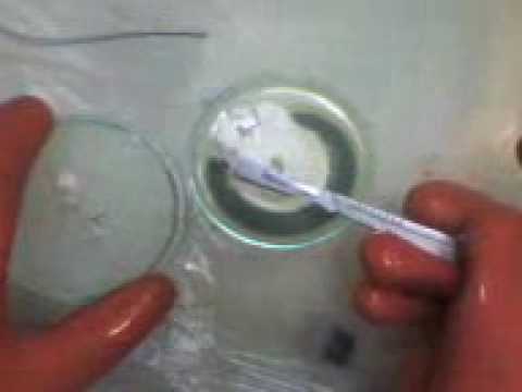 how to isolate rhizomorphic mycelium