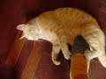 Wild Cat 1 Wild Cat 1