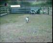 Fainting Goat