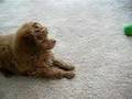 Caniche video