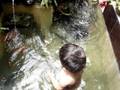 videos de malique ammar with patin n koi