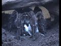 Theraphosa blondi eating