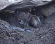 Theraphosa blondi eating
