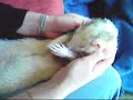 ferret falling asleep