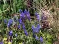 Other Peoples Gardens, Woodchippings Other Peoples Gardens, Woodchippings