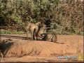 Baboons at Pete\