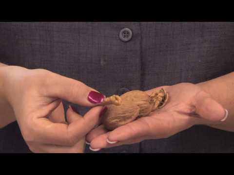 how to harvest english walnuts at home