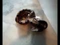snake eating a mouse part 1 0f 4
