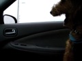 Charlie, the happy airedale passenger