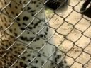 Meet with leopard, 2