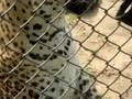 Meet with leopard, 2
