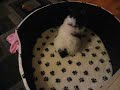 Havanese puppy playing in oversized dog bed