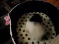 Bichón Habanero video