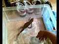 Bartagame beim Baden