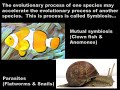 Some Basics - Evolutionary Theory