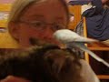 Budgie on Cat's Head