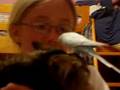 Budgie on Cat's Head