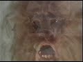 Lycanthropy