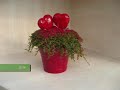 City-garden Ditribution Suceava