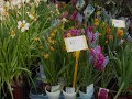 City-garden Ditribution Suceava