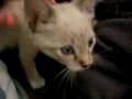 Feral kitten - day 3