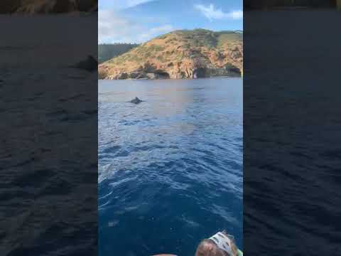 Delfini all'isola d'Elba, 31 ottobre 2020