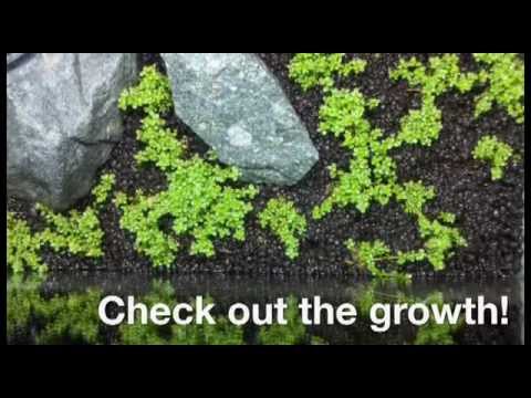 how to grow hc cuba submerged