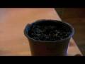 The Seed