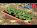リアルサンシャイン牧場 第4回