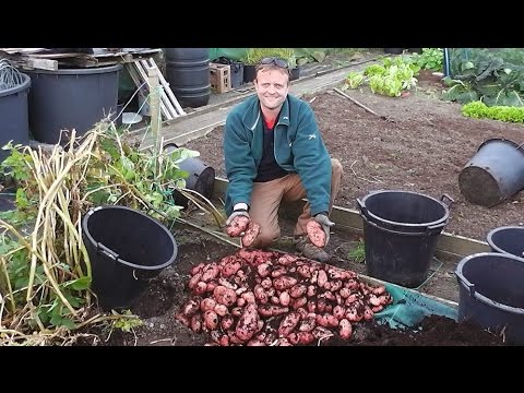 how to grow sweet potatoes in a containers