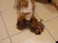 Cavalier King Charles: Samba \"Mattana\" Cavalier King Charles: Samba \"Mattana\"