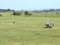 Border collie Emenem´s Arvid herding in spring 2007.