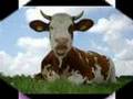videos de My Cow with 148 Spots