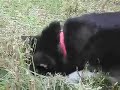 Jenny in Search of Friend
