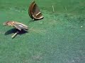 Exploding Table