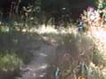 Justy's Crash