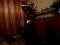 Belly dance by Sariel vol. 1