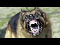 Made to prove that it isnt the dogs that arent the evil ones...sure there are a few bad dogs but why punish all the good ones too?