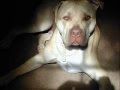 True Heros (Anti-bsl)