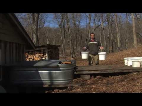 how to harvest maple syrup