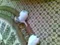 videos de Rabbit Kitten