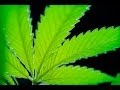 Majority Favors Marijuana Legalization - YouTube