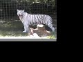 White Tiger surgery part 2- Big Cat TV