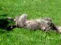 Irischer Wolfshund - Kelly