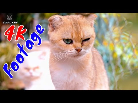 Những Cảnh Quay Đẹp Chất Lượng 4K Về Hoàng Thượng Mèo Tập 28